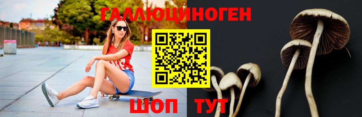 купить наркотик  Галлюциногенные грибы Psilocybine cubensis  Вход с VPN  Выборг  Псилоцибиновые грибы Psilocybe 